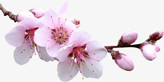 高清桃花花朵花苞免抠