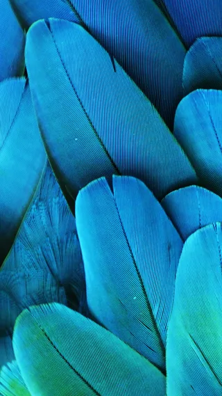 炫彩羽毛背景高清