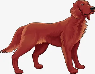 可爱的金毛免抠