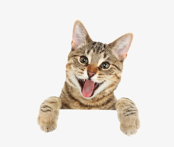 可爱有趣的小猫咪免抠