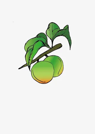 新鲜的青梅手绘图免抠