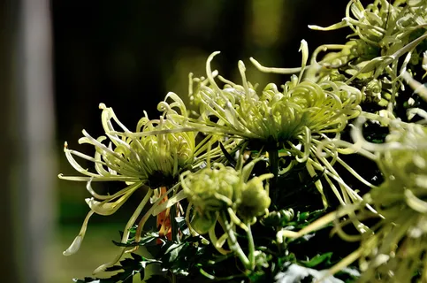 小黄菊烂漫开免抠 小黄菊烂漫开免抠