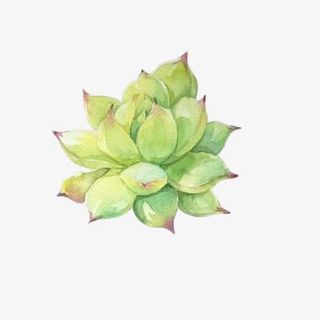青绿色多肉植物素材免抠免抠