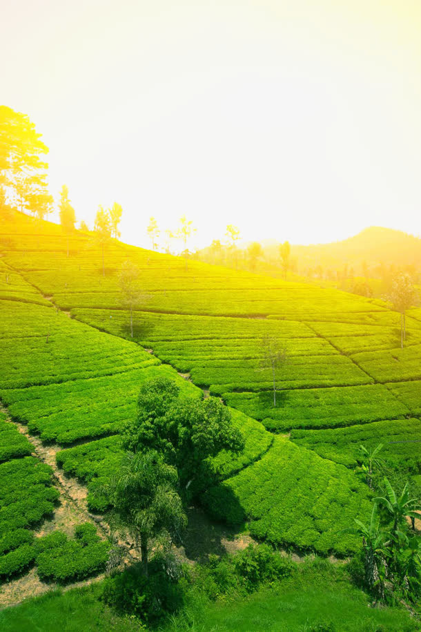 茶园风景免抠