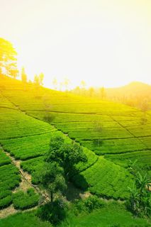茶园风景免抠 茶园风景免抠