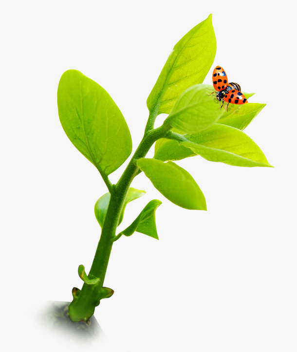 植物昆虫png免抠