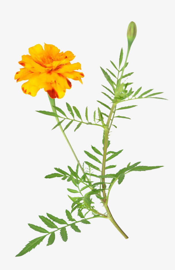 非洲万寿菊免费下载免抠