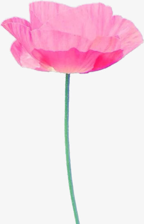 粉色荷花免抠
