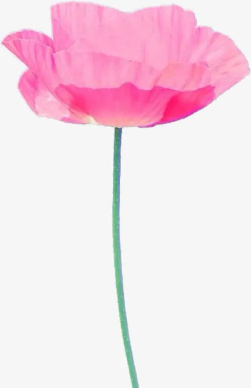 粉色荷花免抠