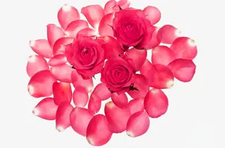 粉色玫瑰花瓣免扣素材免抠