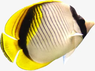 在海下生活的黄色小丑鱼免抠