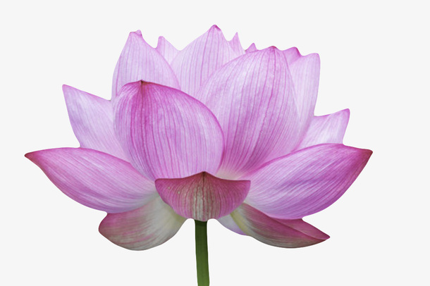 紫色纯洁的白色纹理水芙蓉实物免抠