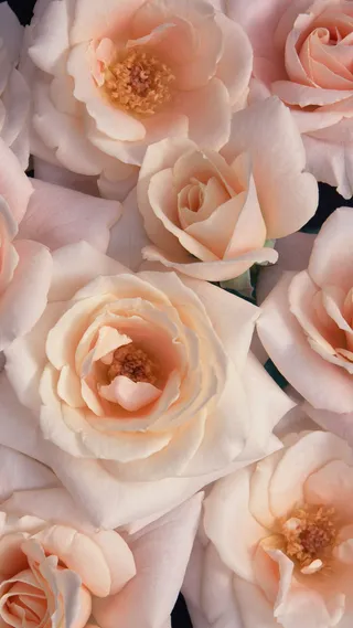 月季花花朵花瓣平铺H5背景高清