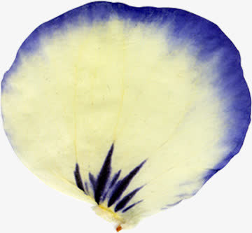 超唯美压花干花黄紫色花瓣免抠