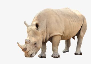 白色犀牛野生犀牛侧面免扣免抠