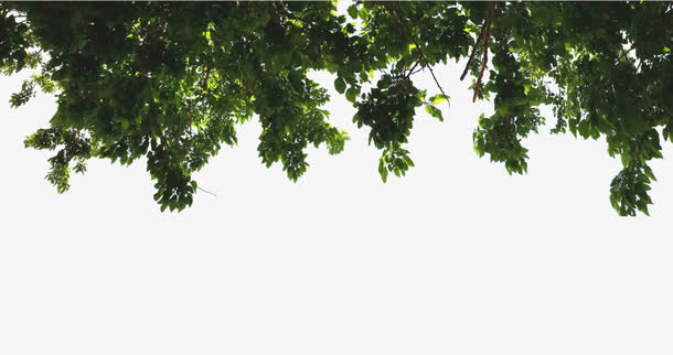 绿色树叶装饰免抠