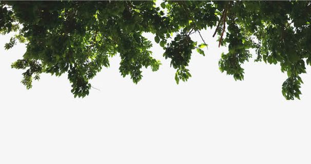 绿色树叶装饰免抠