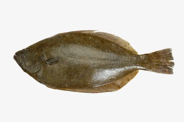 中华料理海鲜鱼免抠