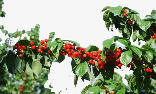 樱桃树为蔷薇科免抠