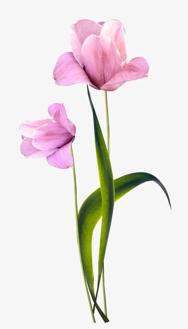 绿叶紫色绽放小花免抠