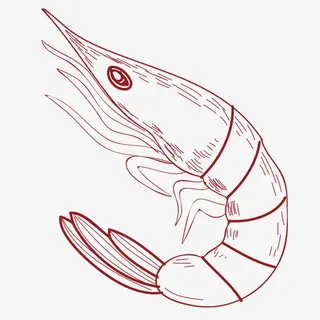 手绘虾线图免抠