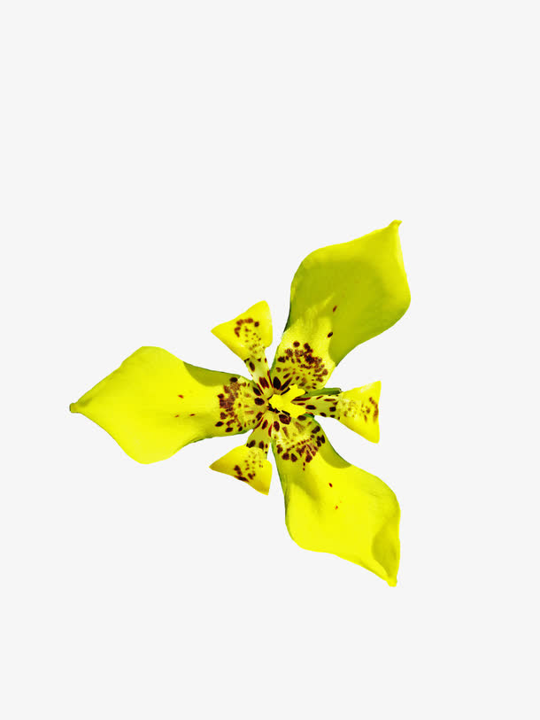 黄色的兰花免抠