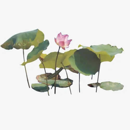 国画荷花免抠