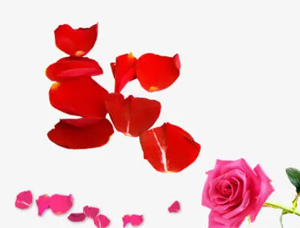 散落的玫瑰花花瓣免抠