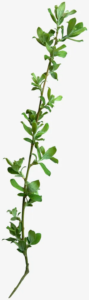 绿色植物叶子 免扣png素材免抠