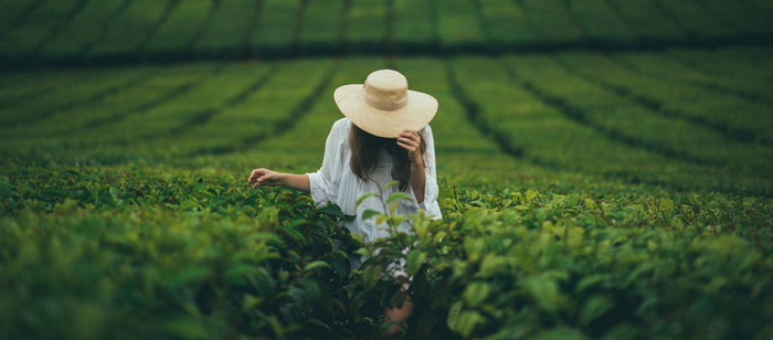风景采茶女背景高清