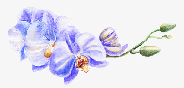 紫色花卉免抠