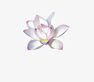 荷花花瓣花苞莲叶莲花中国风素材免抠