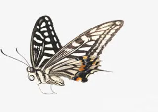 一只蝴蝶飞免抠装饰动物元素