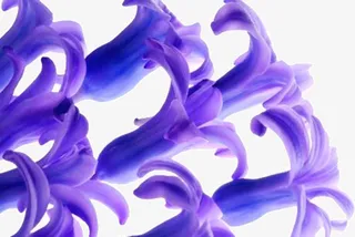 紫罗兰花瓣免抠