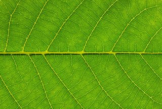 叶脉叶茎免抠背景底纹元素