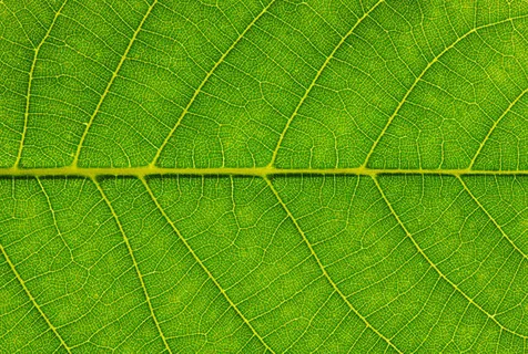 叶脉叶茎免抠背景底纹元素 叶脉叶茎免抠背景底纹元素