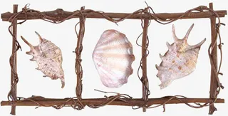 木质边框贝壳免抠