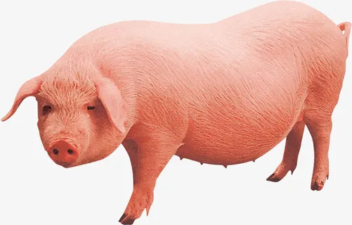 开春农业畜牧业棕红色农家土猪宣免抠