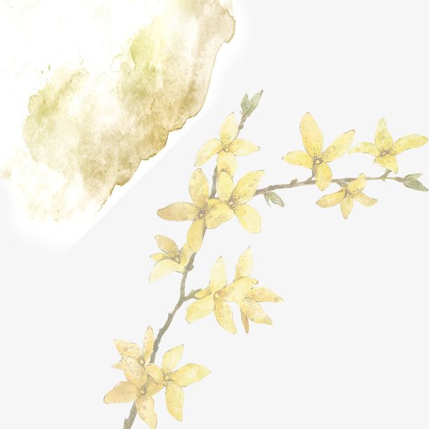 黄花树枝免抠