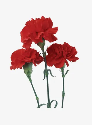 鲜花装饰元素免抠