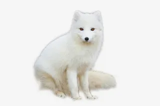 睿智的北极狐稀有免抠