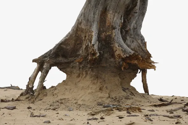 离地的干枯老树根免抠