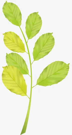 树叶免抠