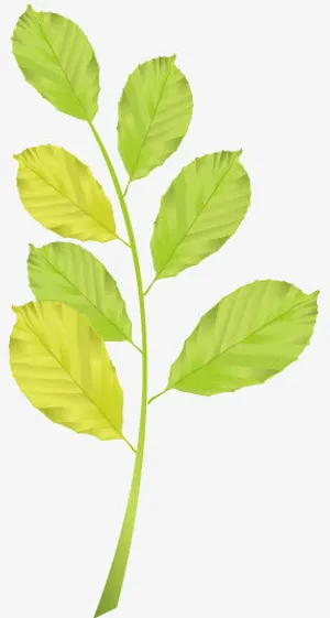 树叶免抠