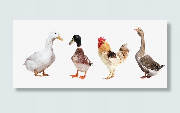 家禽实物免抠