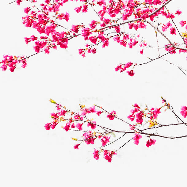 花枝免抠