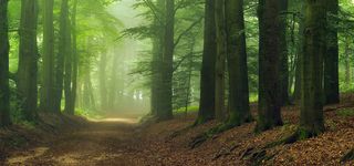 绿色森林背景图高清