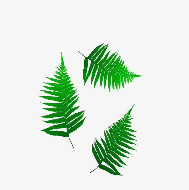 松叶免抠