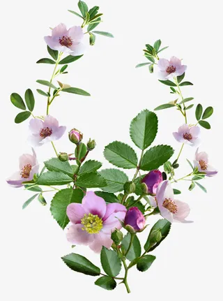 花卉矢量图素材手绘装饰图片免抠