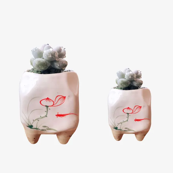 两颗可爱的多肉免抠